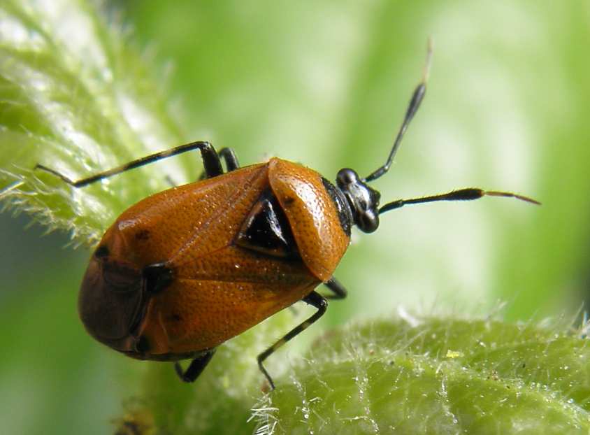 Miridae: Deraeocoris punctum del Lazio (RM)